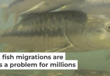 Mahseer swim in the Ramganga River, a major tributary of the Ganges River in South Asia. Zeb Hogan